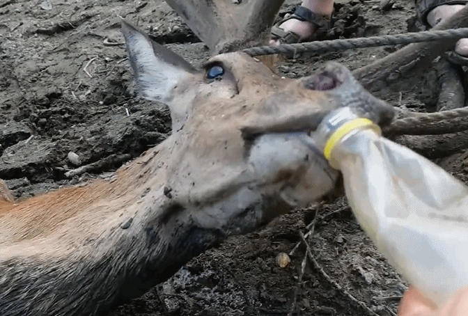 爱游戏app-雄鹿队受困防守，希望能迎来好转